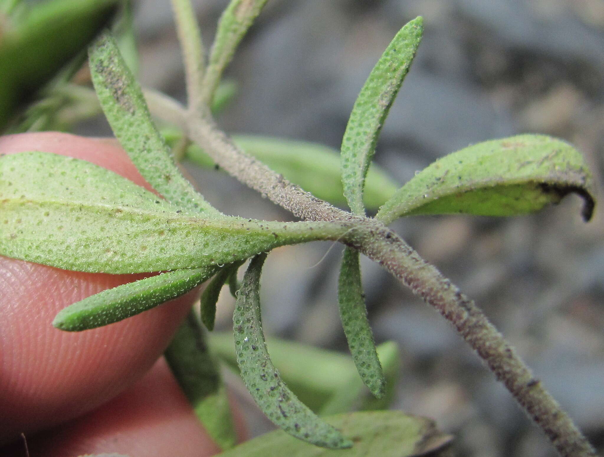 Image of summer savory