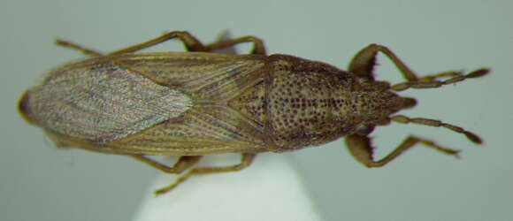 Image of Cymophyes