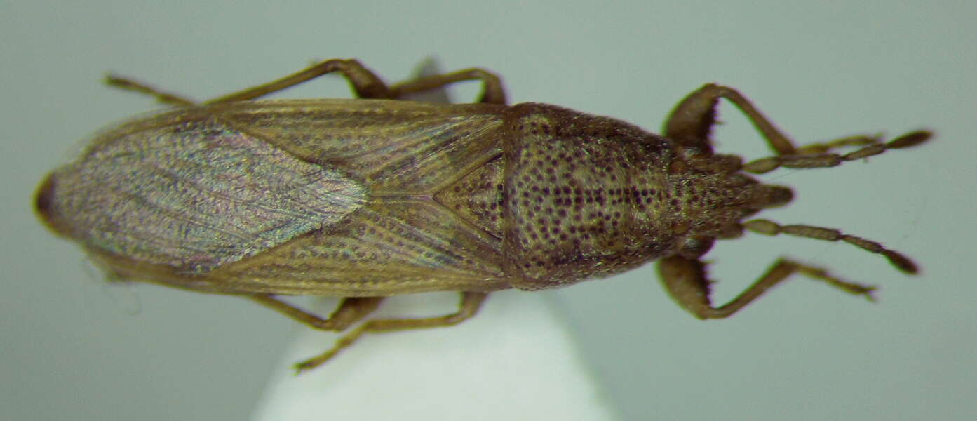 Image of Cymophyes (Cymophyes) golodnajana Seidenstucker & G. 1953