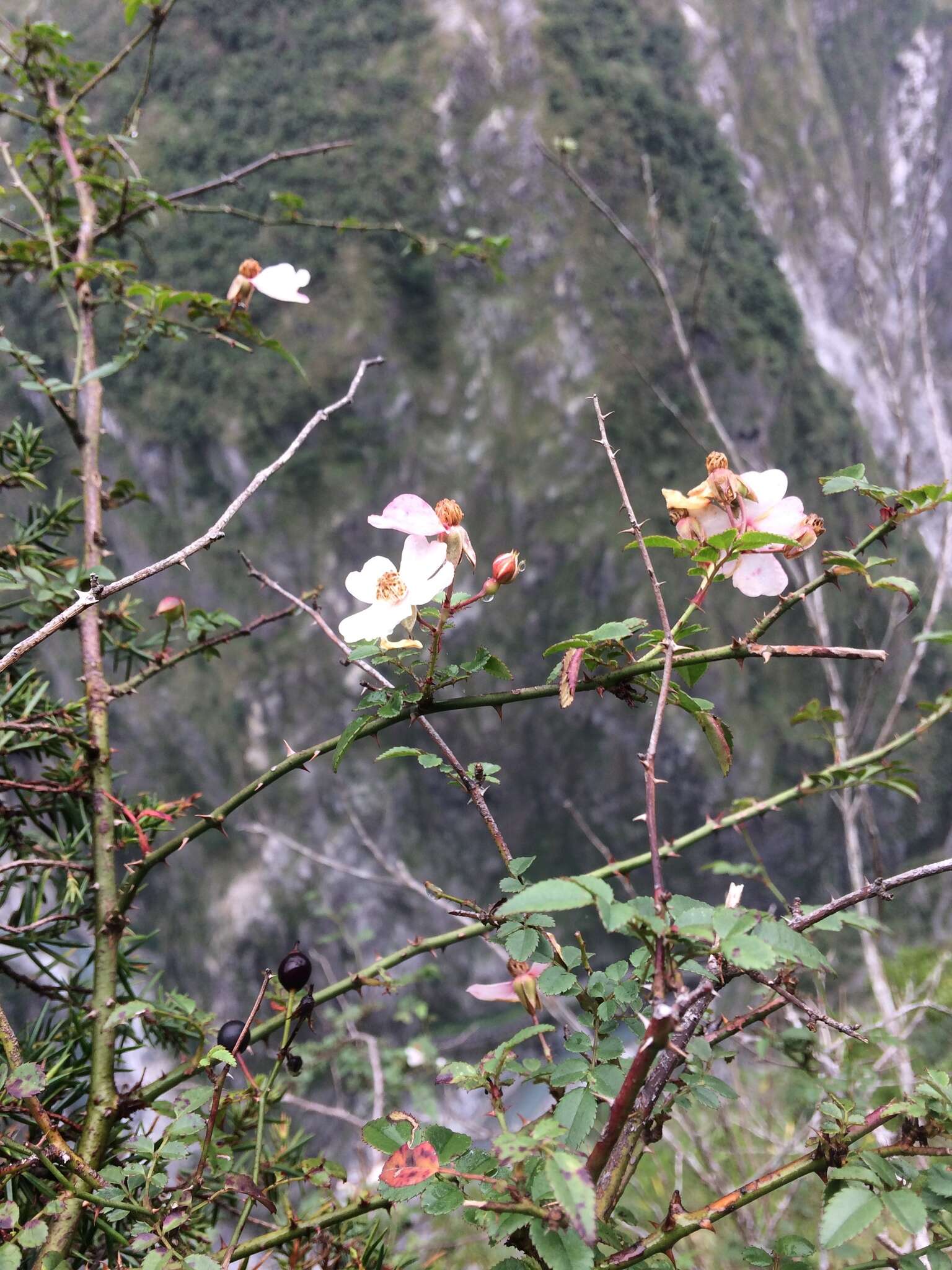 Rosa pricei Hayata resmi