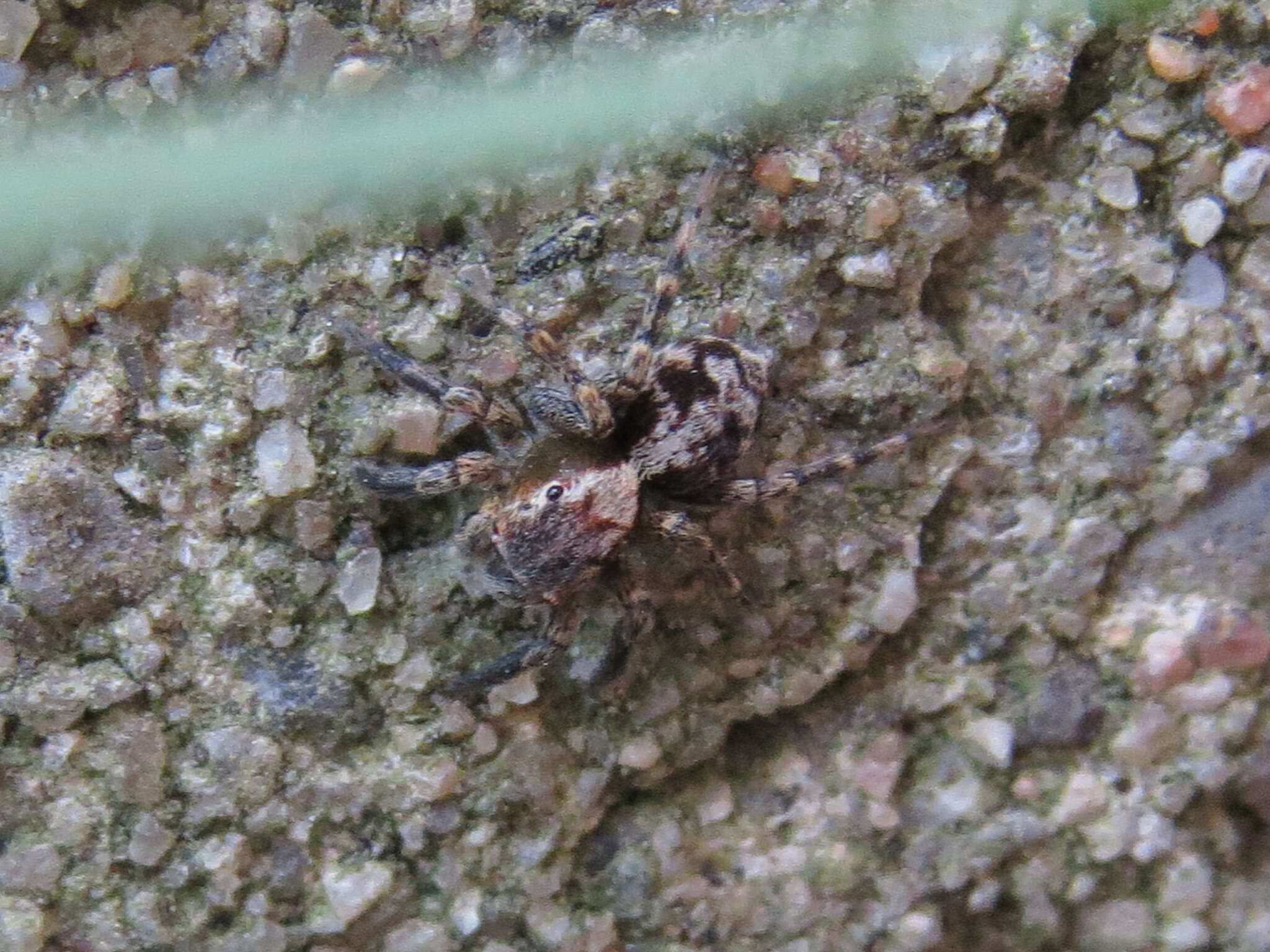 Image of Naphrys pulex (Hentz 1846)