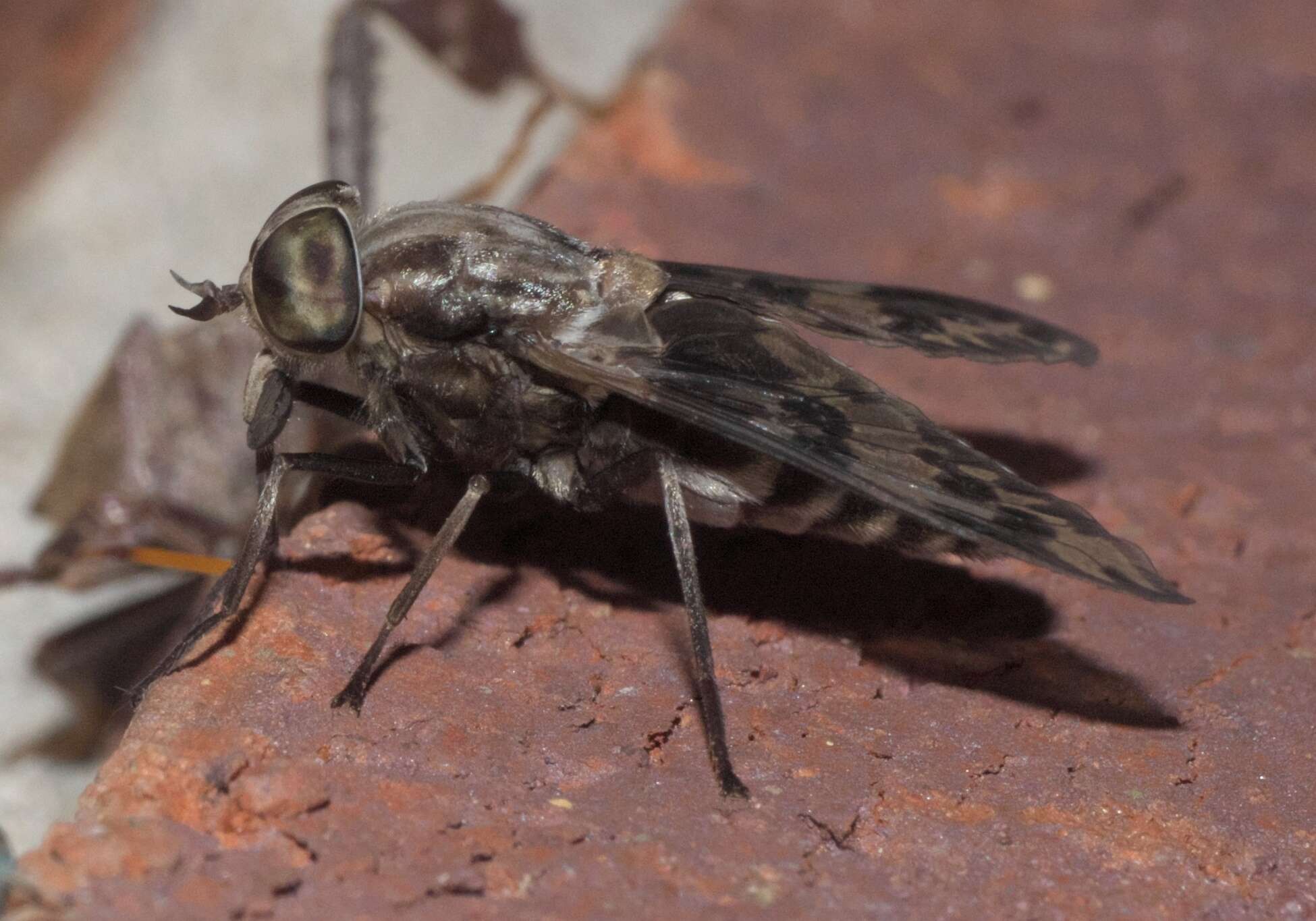 Imagem de Tabanus venustus Osten Sacken 1876