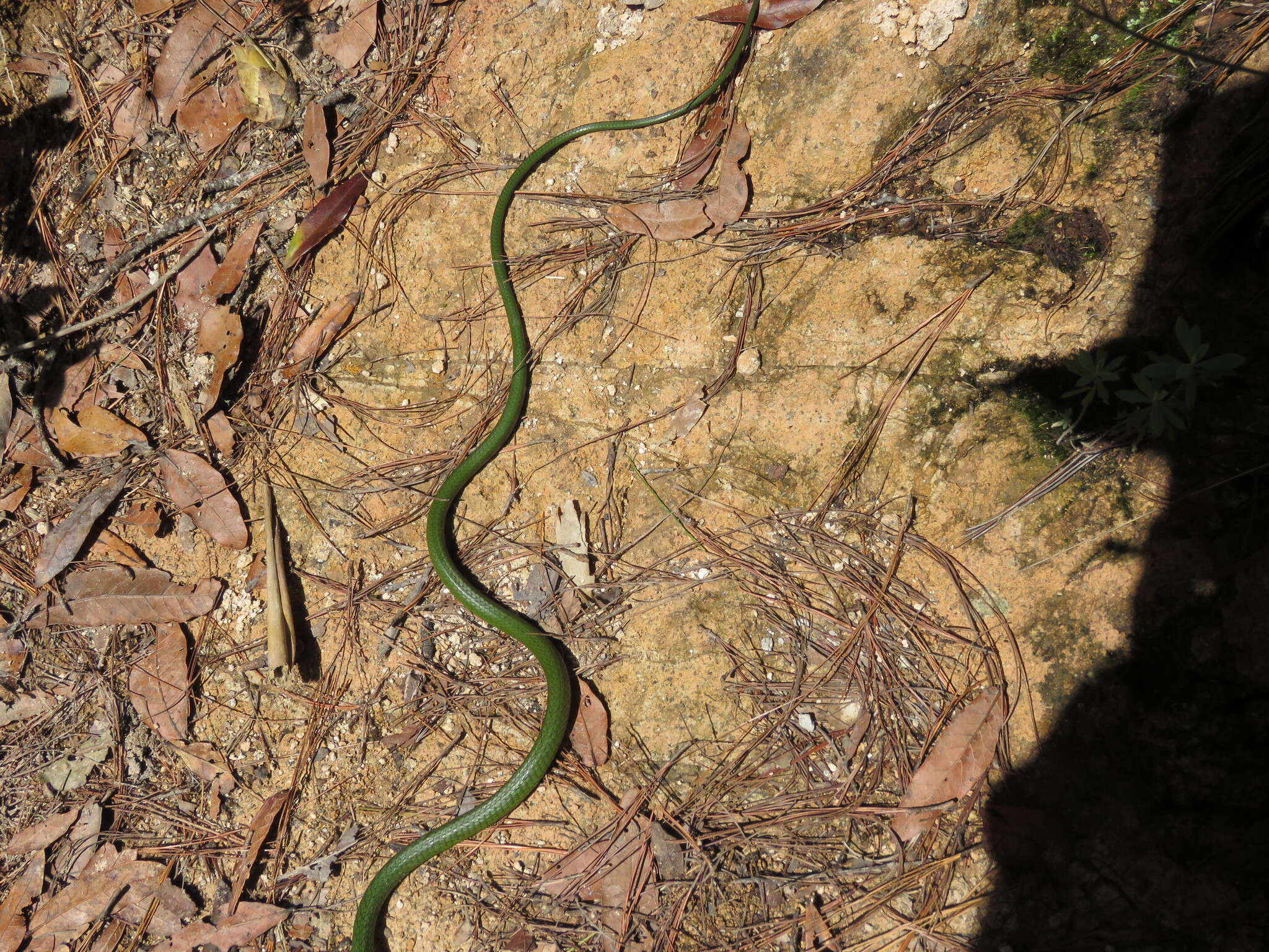 Sivun Leptophis modestus (Günther 1872) kuva