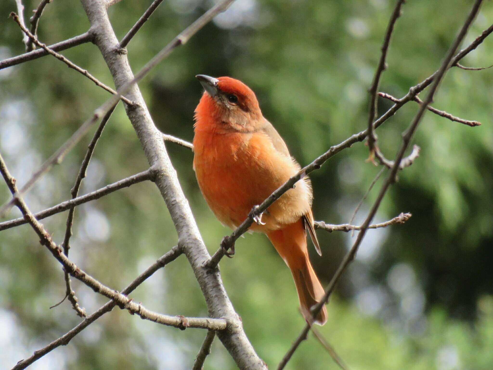 Image of Red Tanager