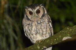 Image of Long-tufted Screech Owl