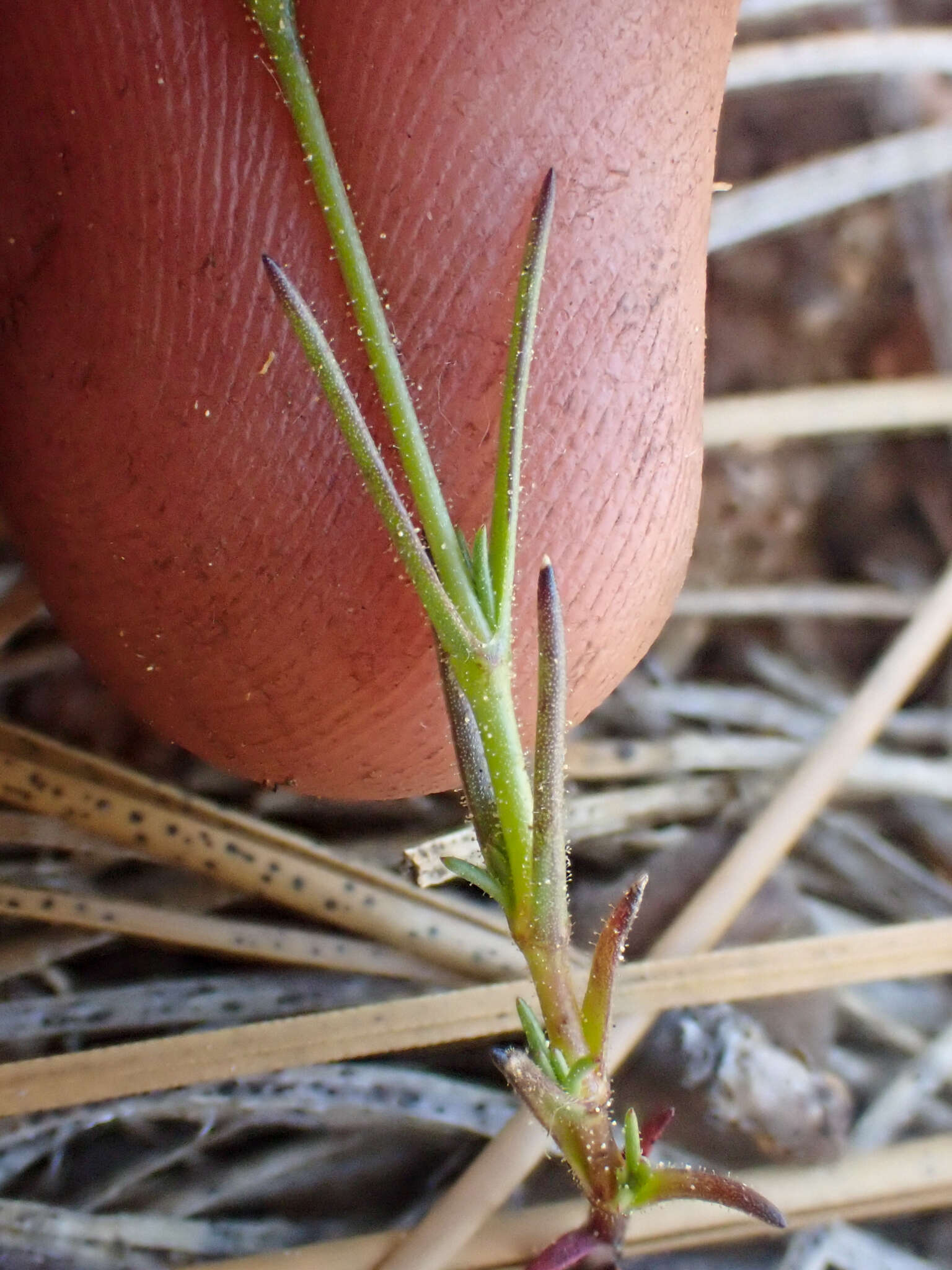 Imagem de Sabulina stolonifera (T. W. Nelson & J. P. Nelson) Dillenb. & Kadereit