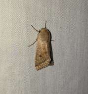 Image of Orthosia pacifica Harvey 1874