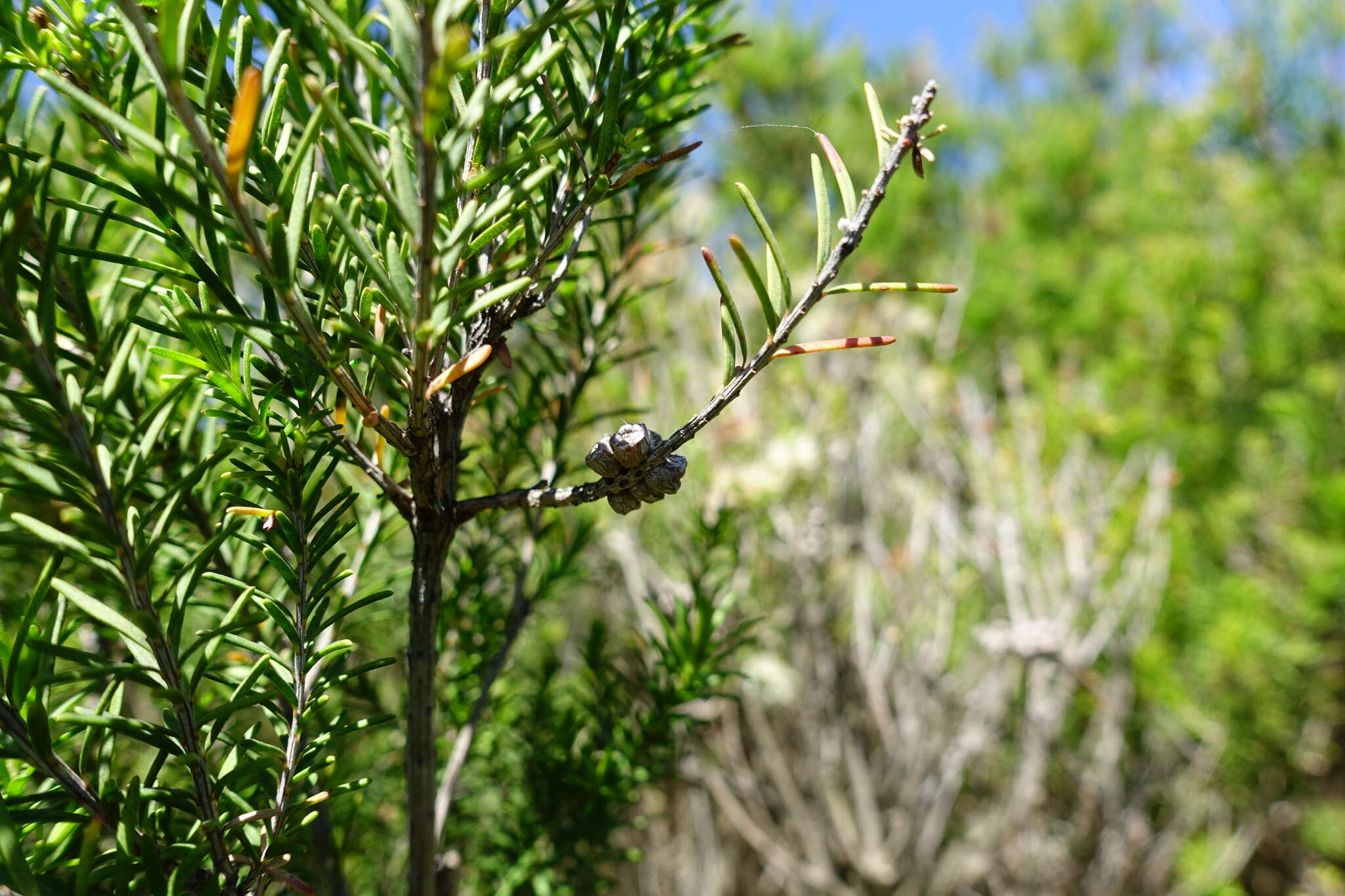 Imagem de Melaleuca parvistaminea N. B. Byrnes