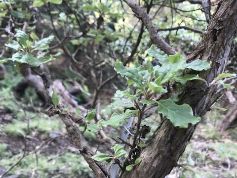 Image of Brachyglottis pentacopa (Drury) B. Nord.