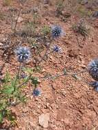 Imagem de Echinops tataricus