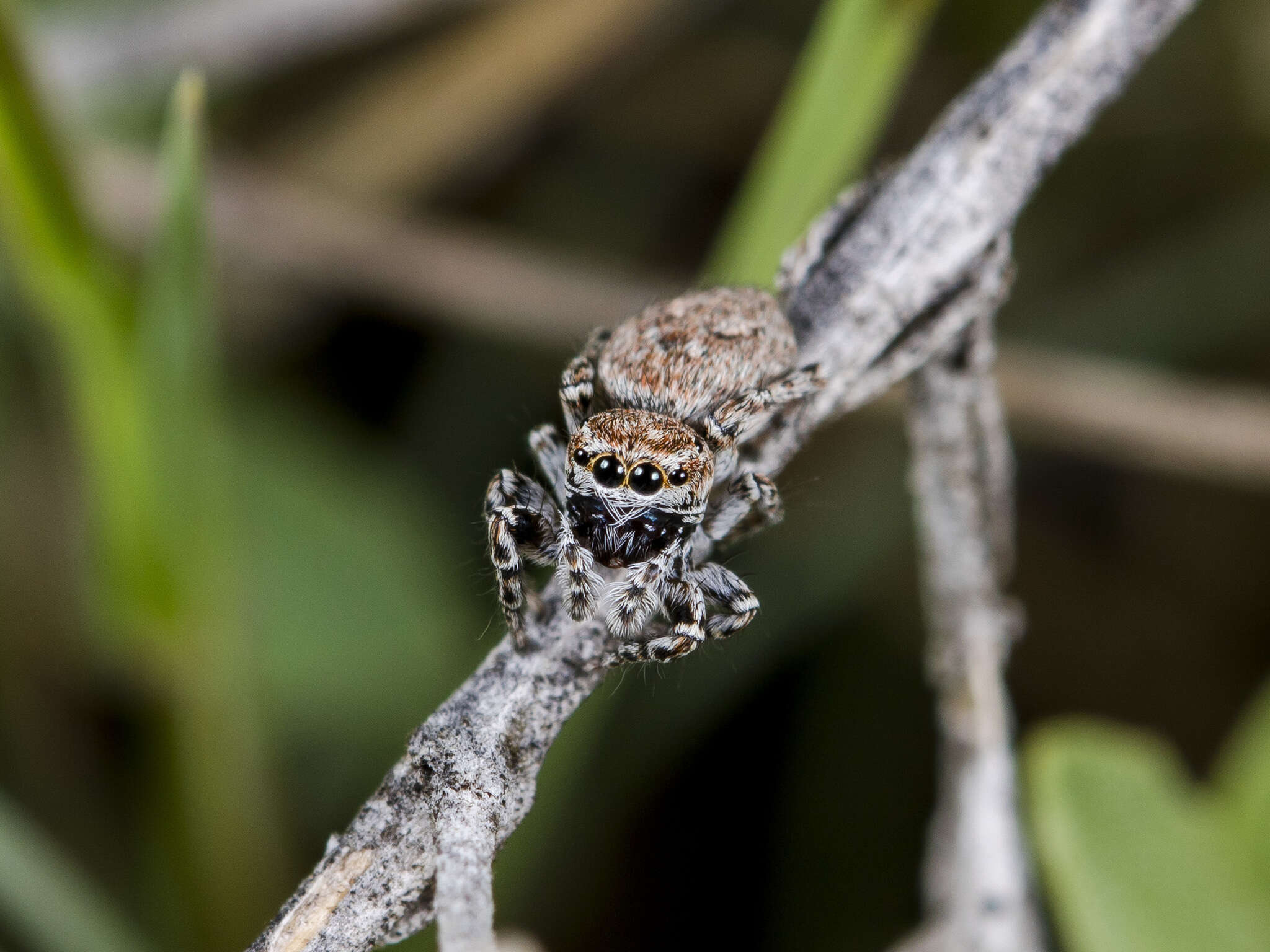 Image of Attulus mirandus (Logunov 1993)