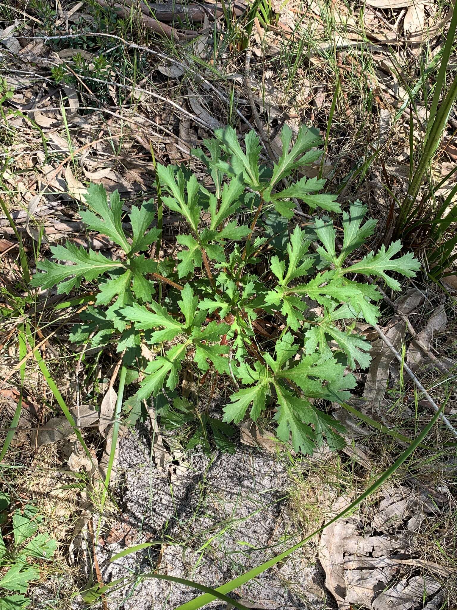 Image of Trachymene composita var. composita