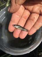 Image of Striped Killifish