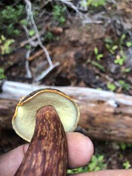 Image of Aureoboletus mirabilis (Murrill) Halling 2015