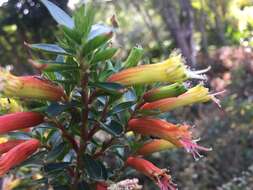 Image of Cigarette bush