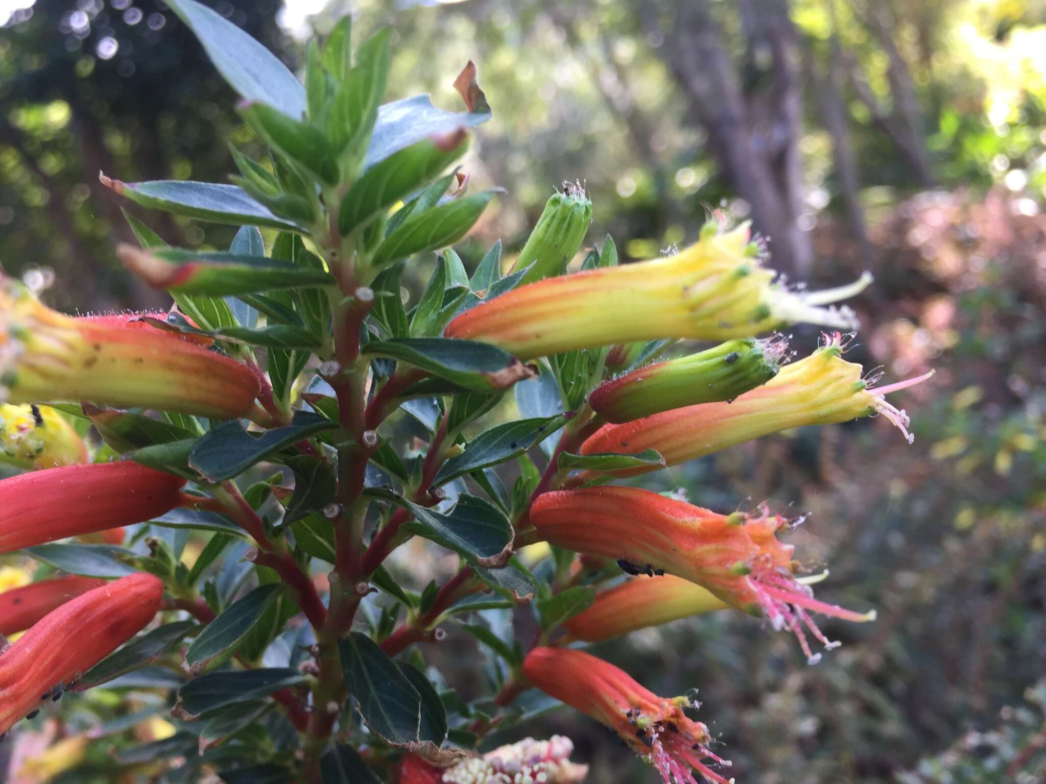 Image of Cigarette bush