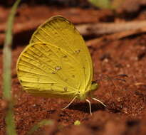 Image of <i>Eurema <i>floricola</i></i> floricola