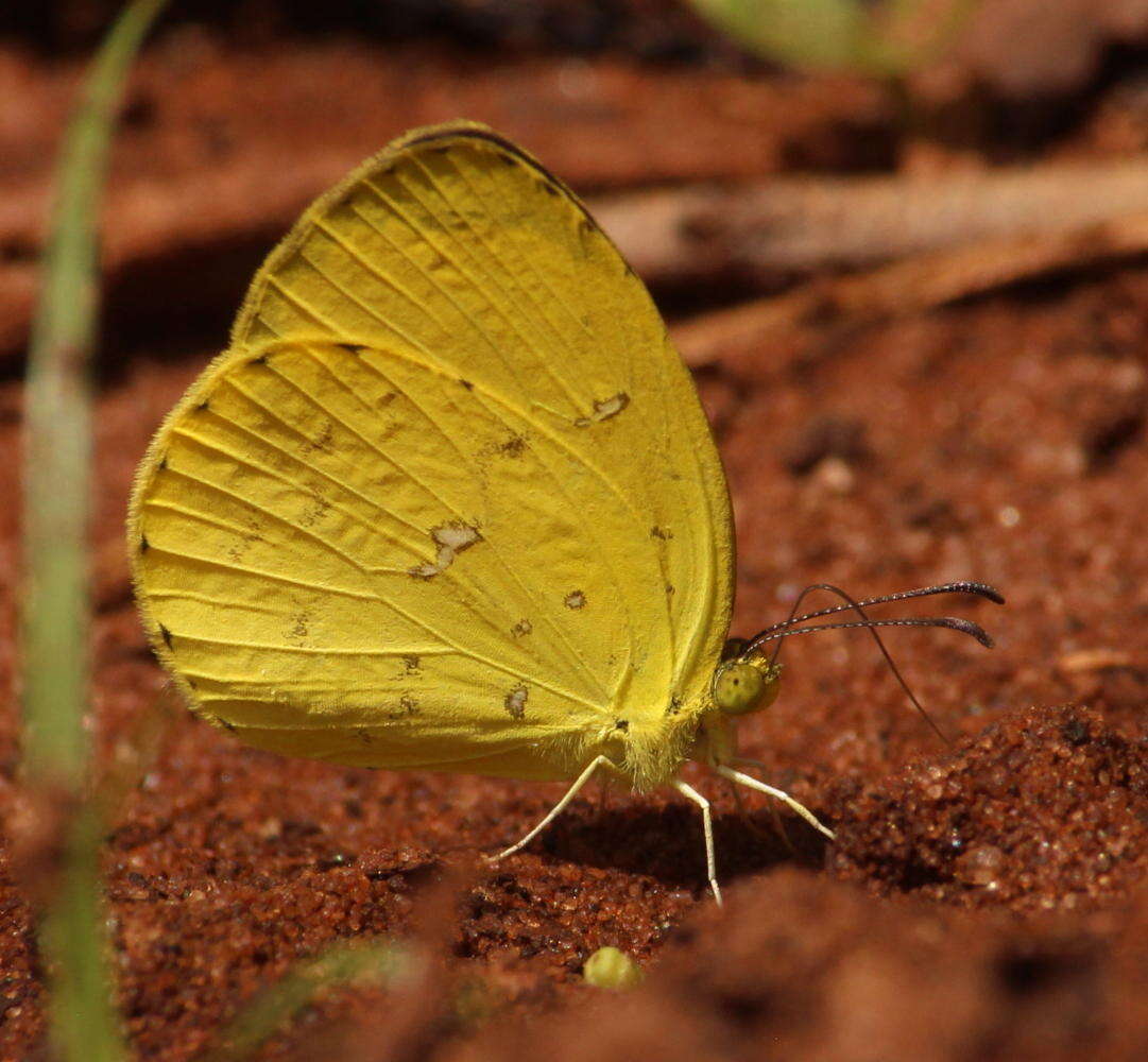 Слика од <i>Eurema <i>floricola</i></i> floricola