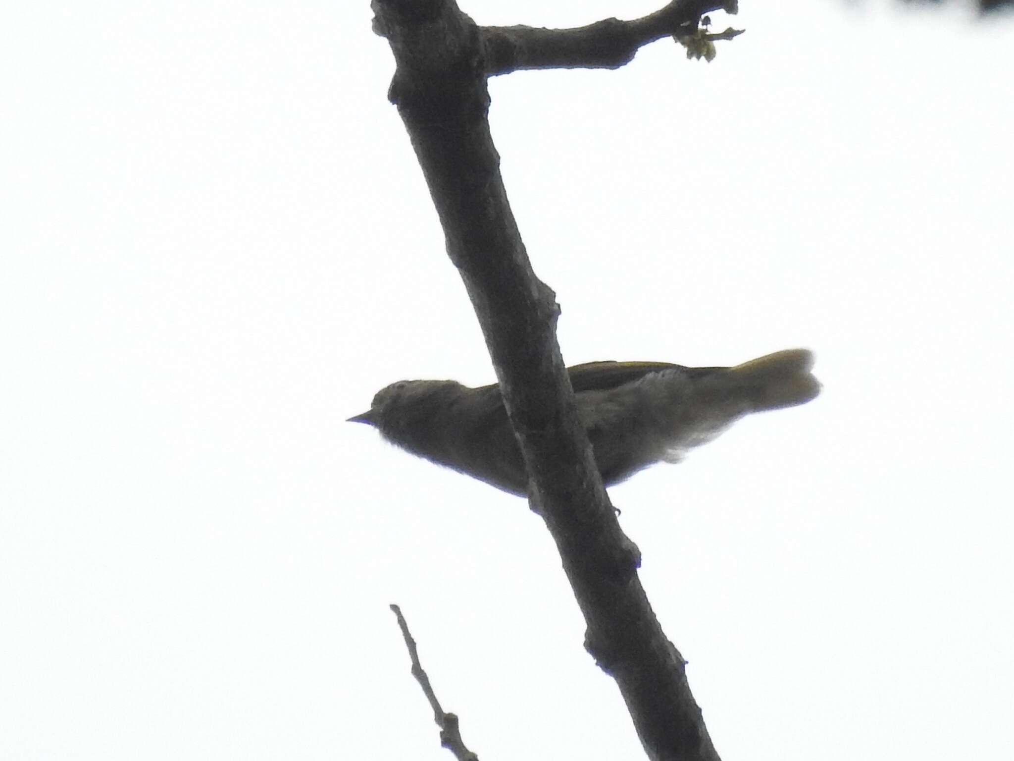 Image of Cassin's Honeybird