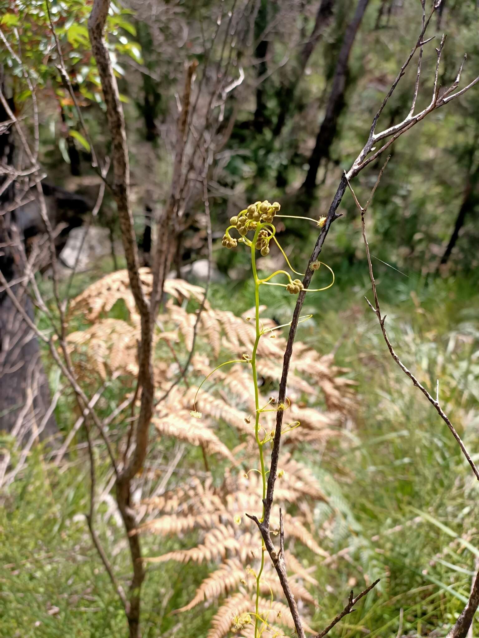 Image of Drosera erythrogyne N. Marchant & Lowrie