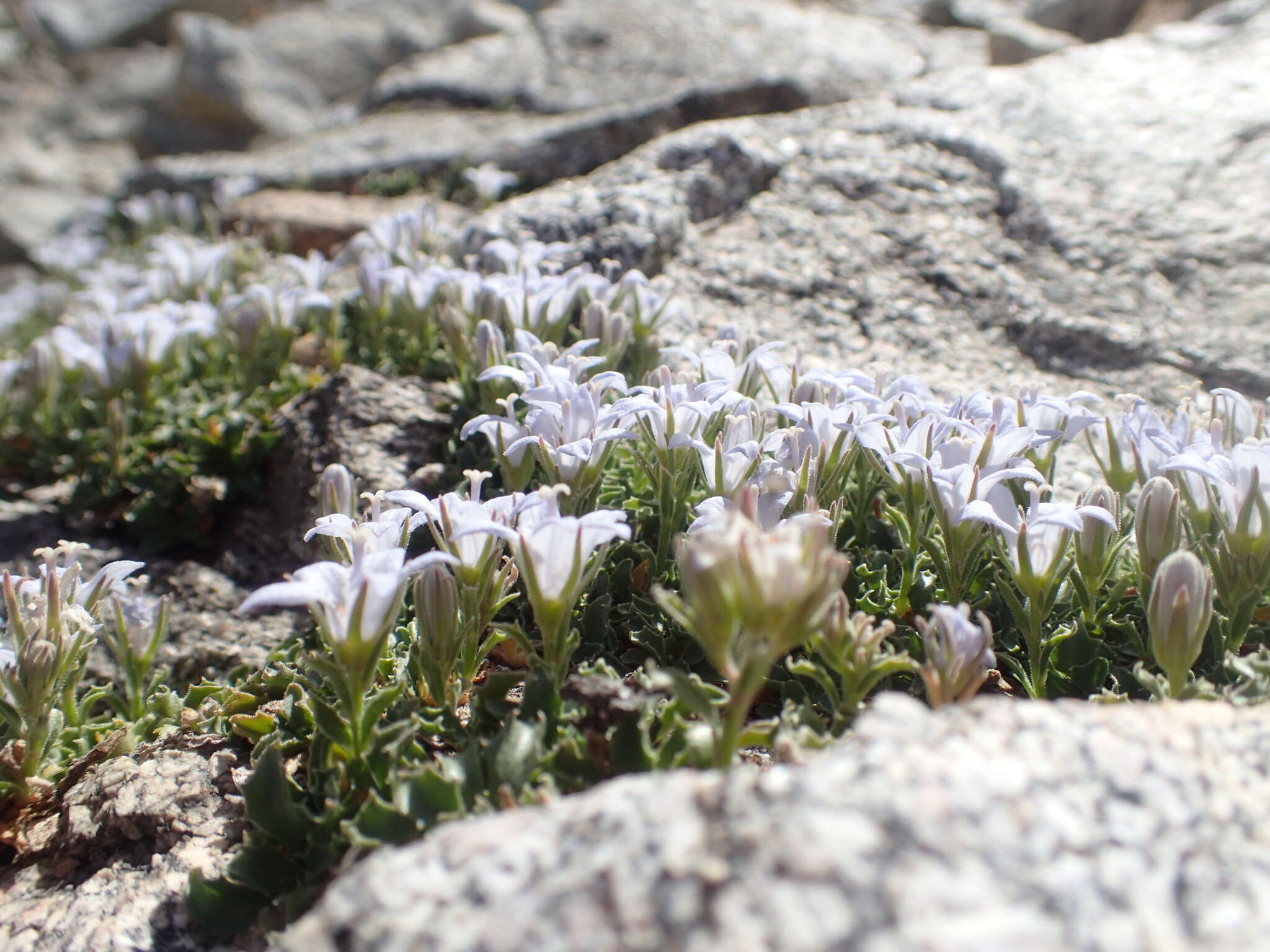 Image of Castle Crags bellflower