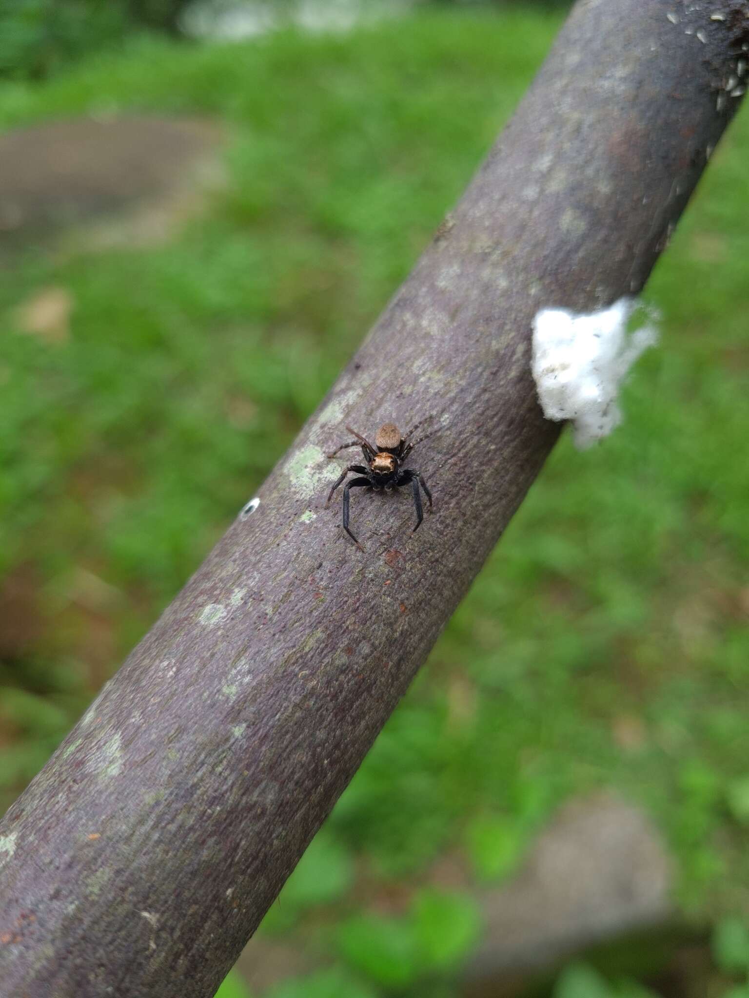 Слика од Coryphasia nigriventris Mello-Leitão 1947