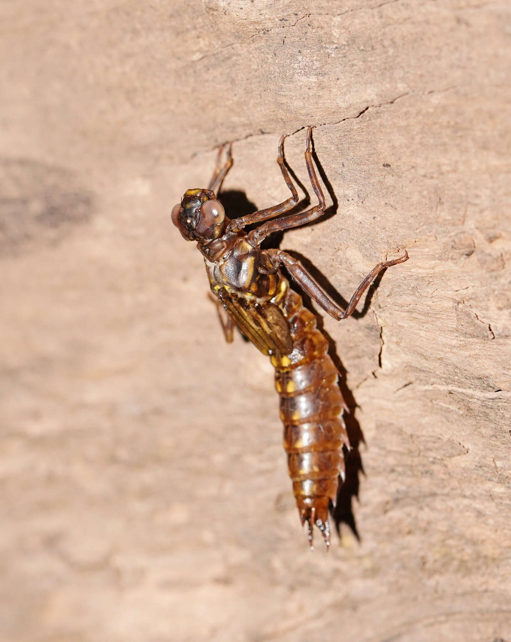 Image of Spinaeschna tripunctata (Martin 1901)