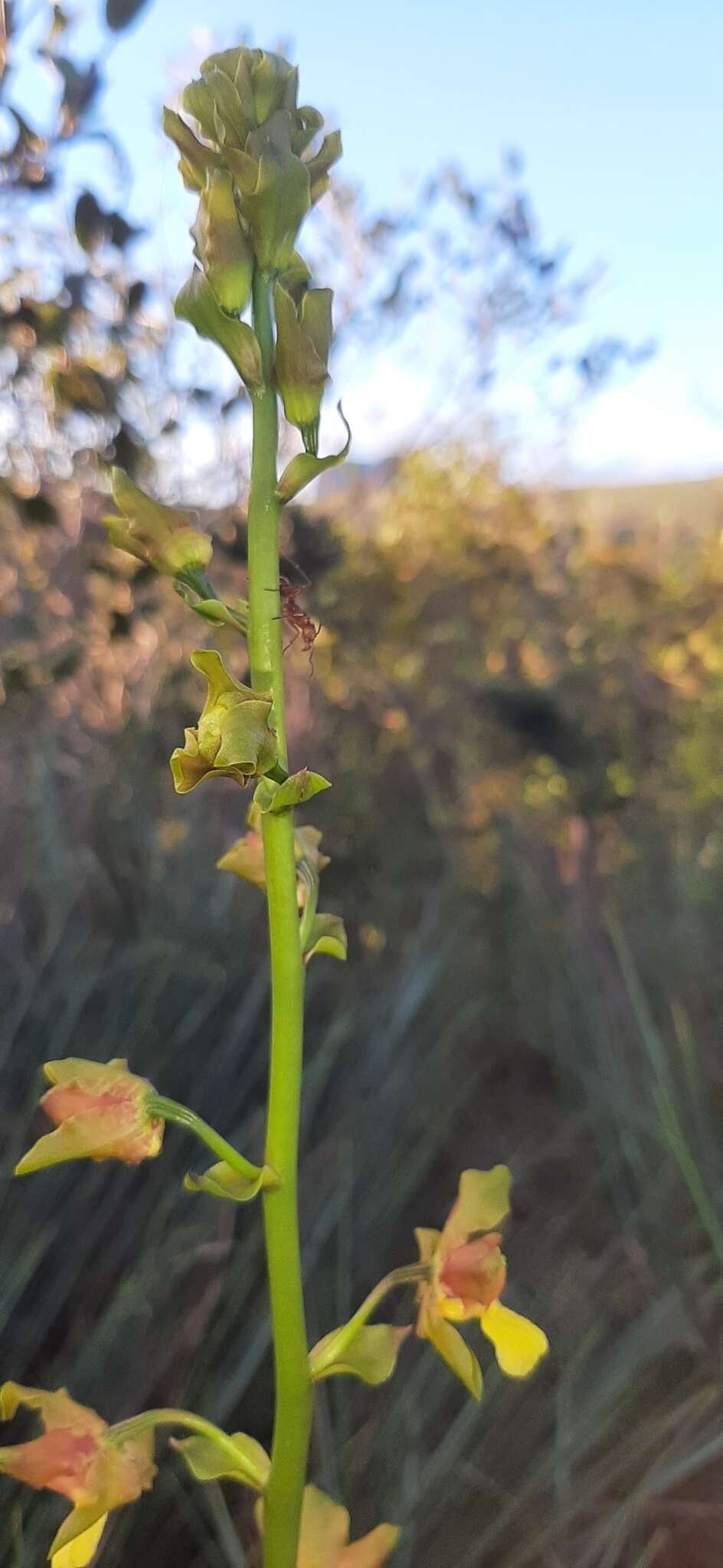 Imagem de Cyrtopodium eugenii Rchb. fil. & Warm.