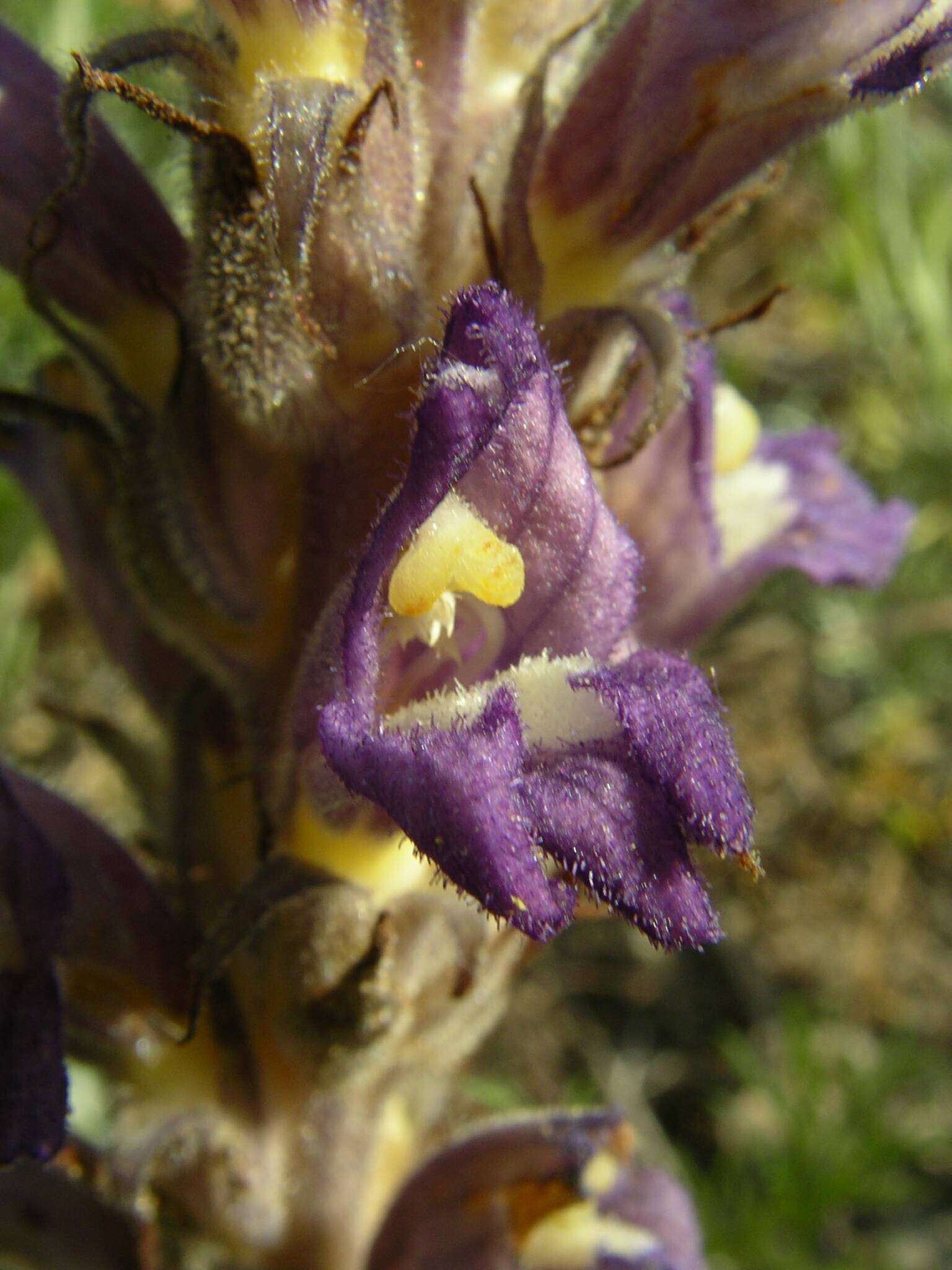 Image de Phelipanche bohemica (Celak.) J. Holub & Zazvorka