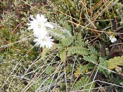 Leucheria suaveolens (d'Urv.) Skottsb. resmi