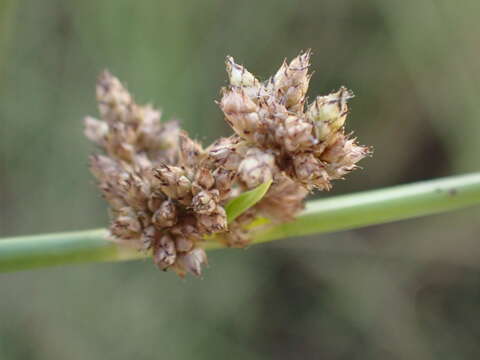 Image of Schoenoplectus muricinux (C. B. Clarke) J. Raynal