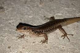 Image of Stout Barsided Skink