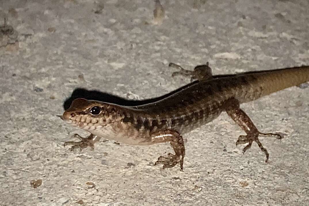 Image of Stout Barsided Skink