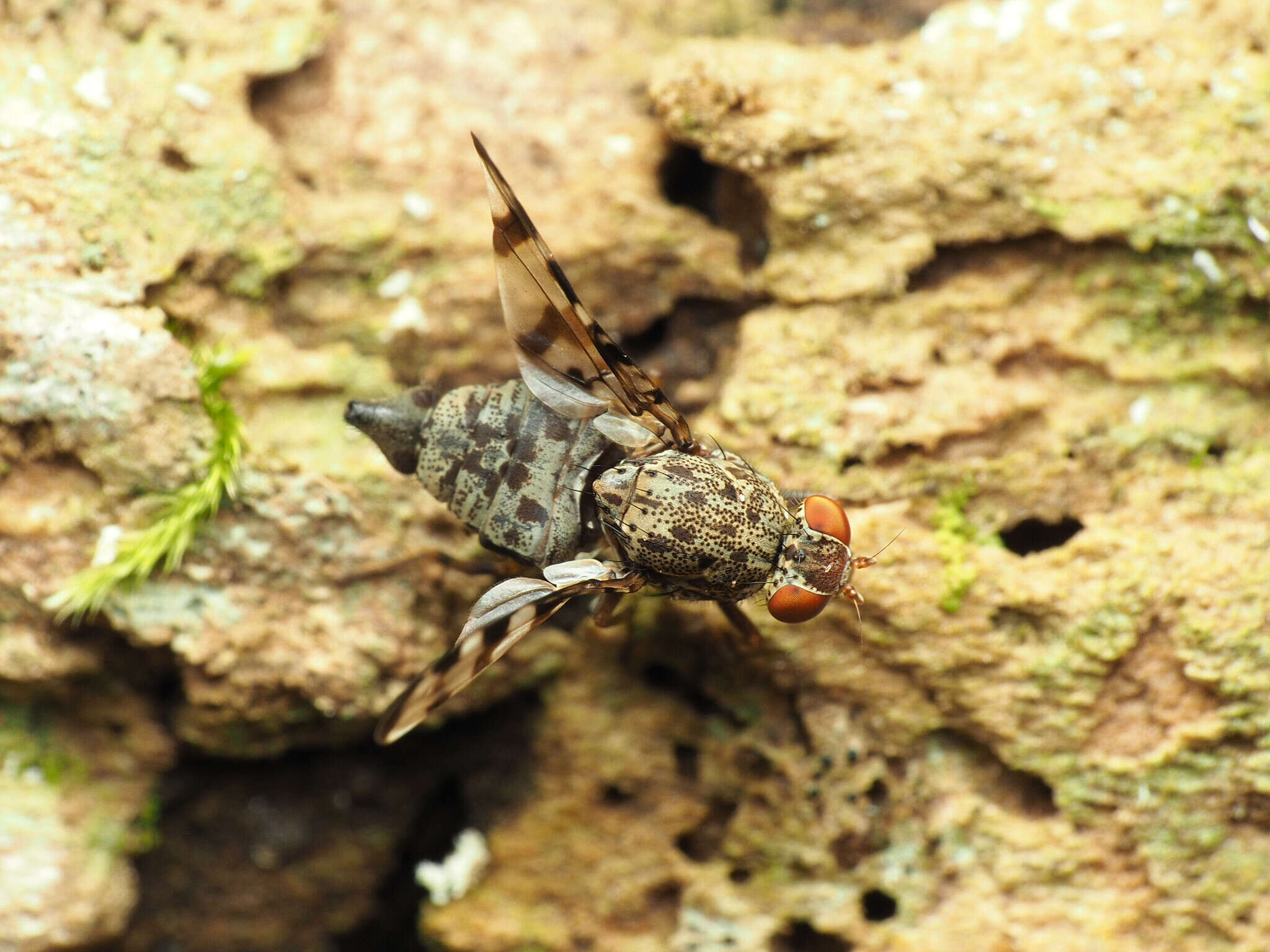 Plancia ëd Pseudotephritis approximata Banks 1914