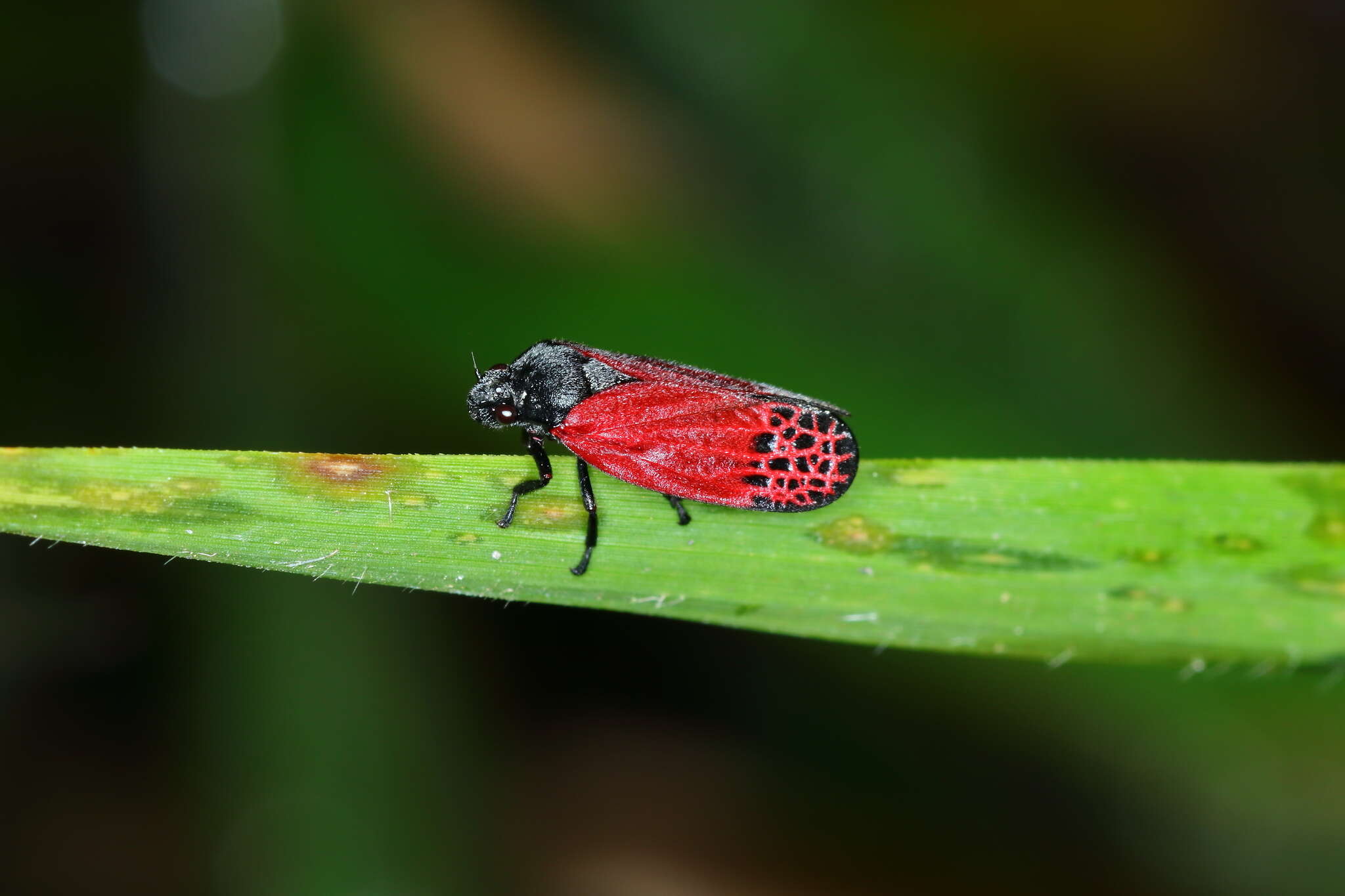 Image of Mahanarva (Mahanarva) rubripennis (Schmidt 1922)