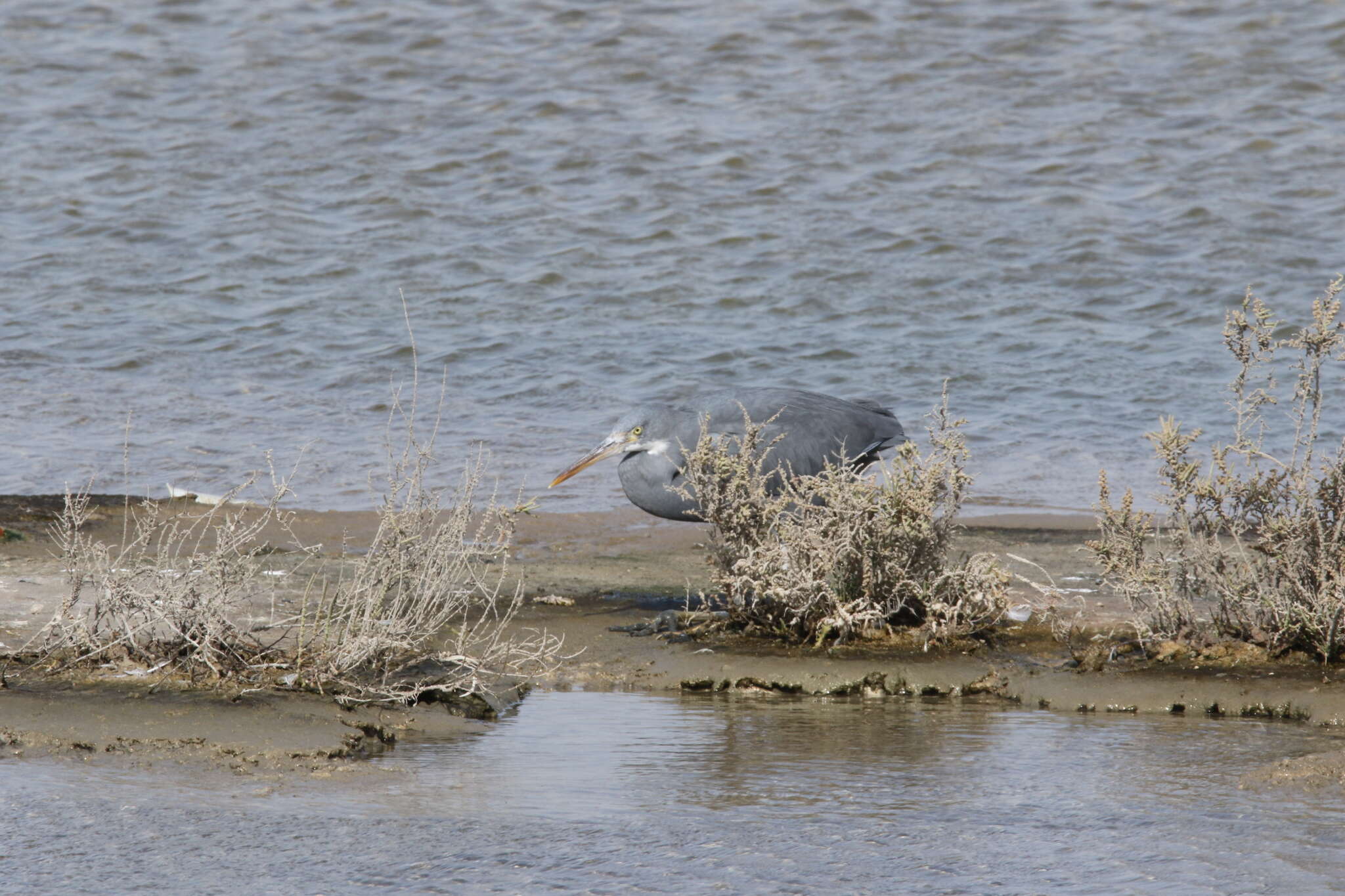 Image of Western Reef Heron