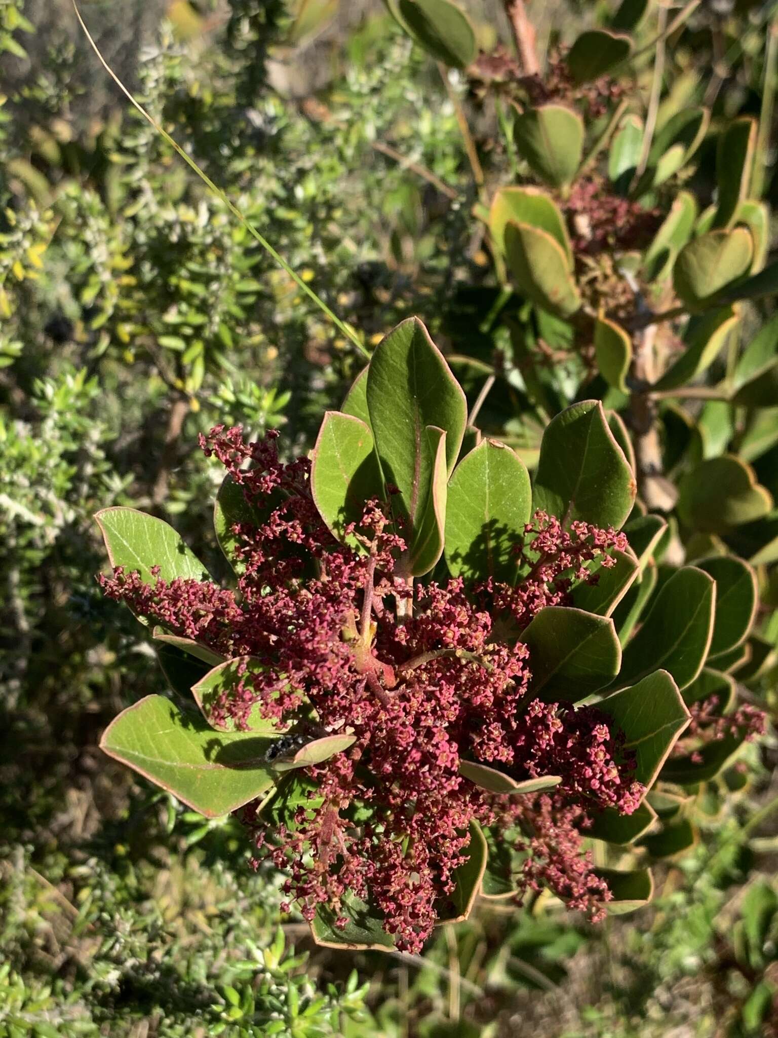 Image of Searsia scytophylla (Eckl. & Zeyh.) Moffett