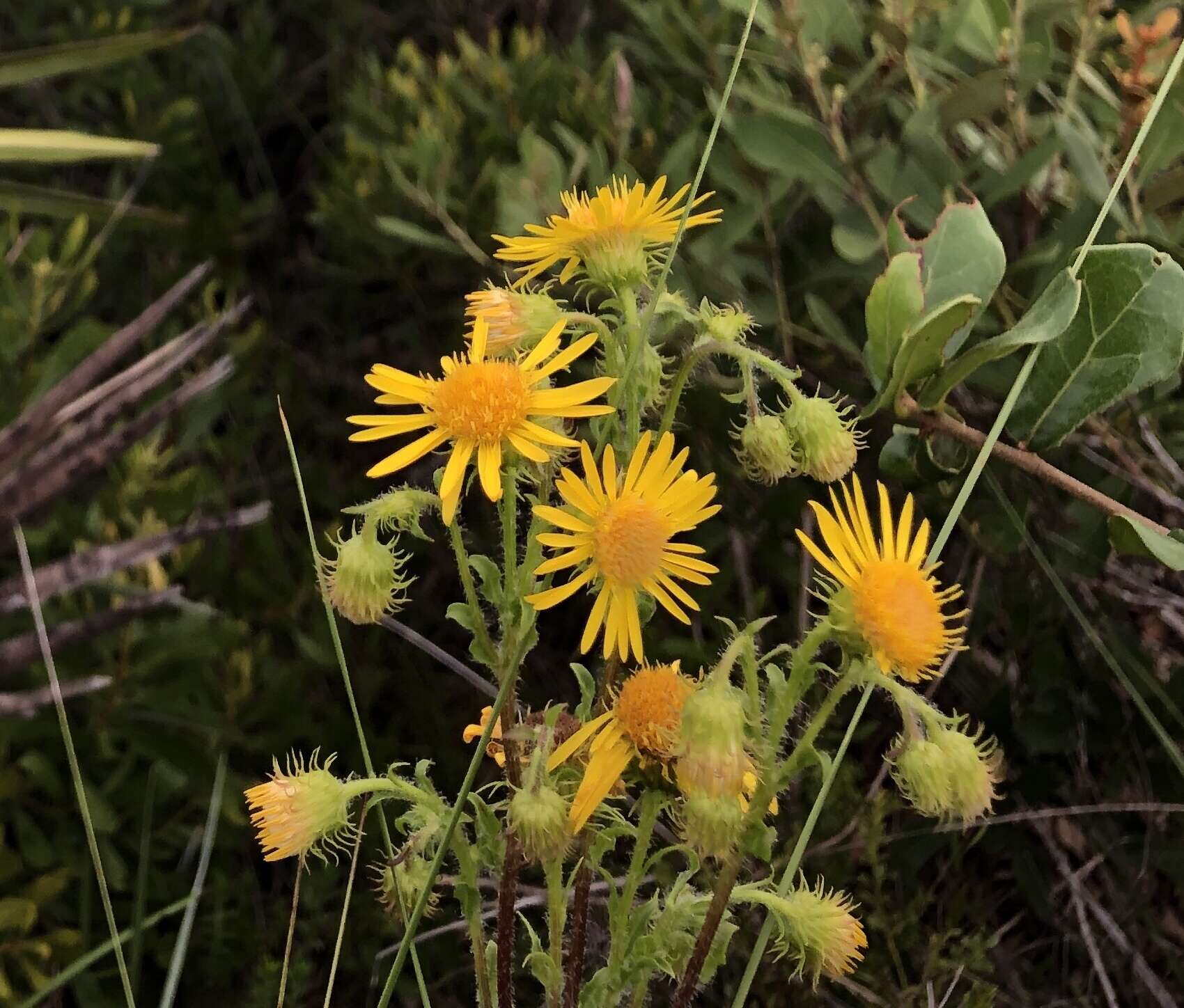 Image of scrubland goldenaster