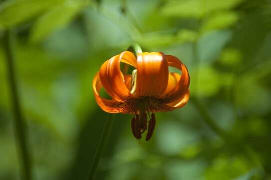 Image of Lilium carniolicum Bernh. ex W. D. J. Koch