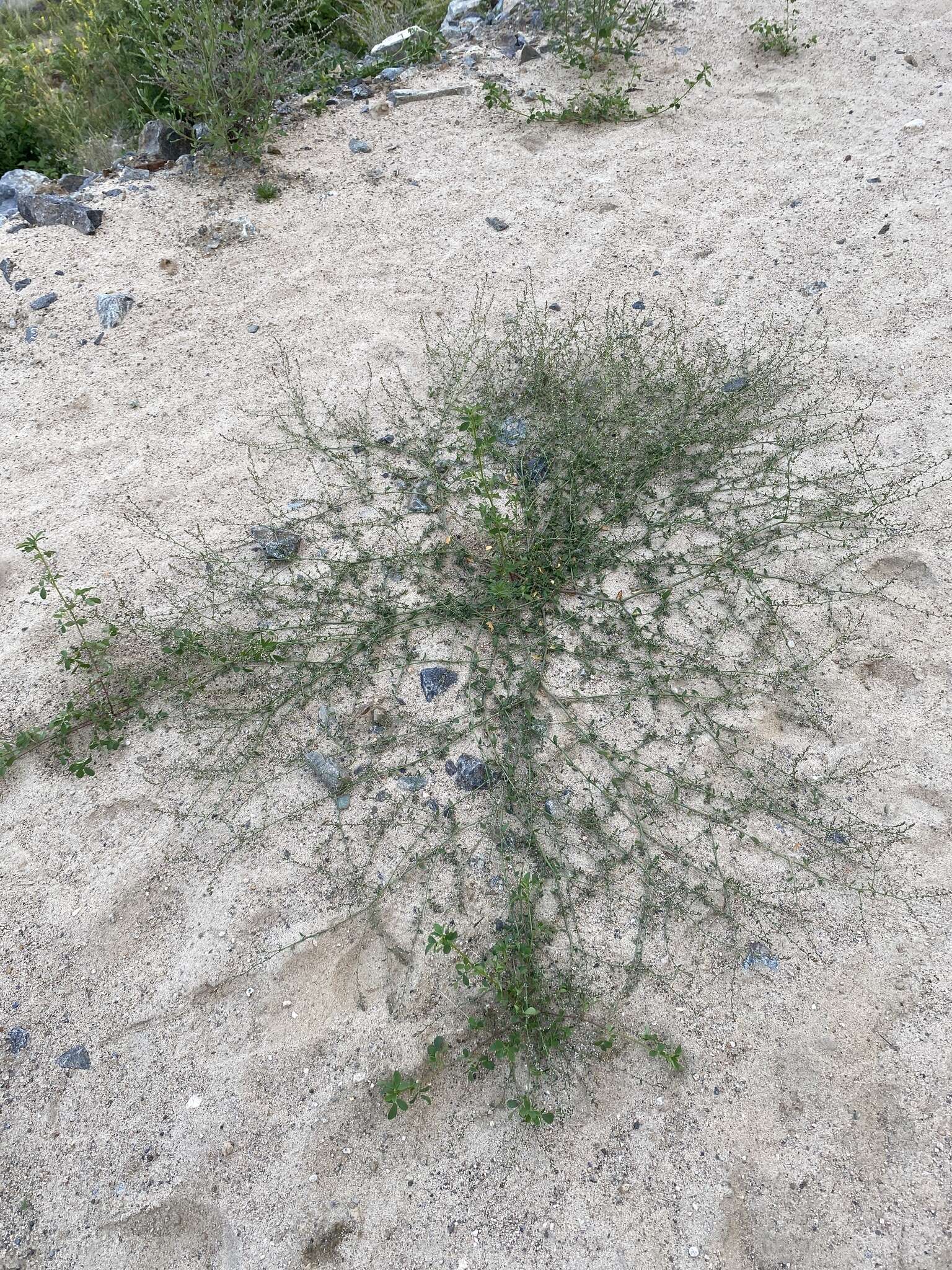 Image of Polygonum humifusum Mert. ex C. Koch