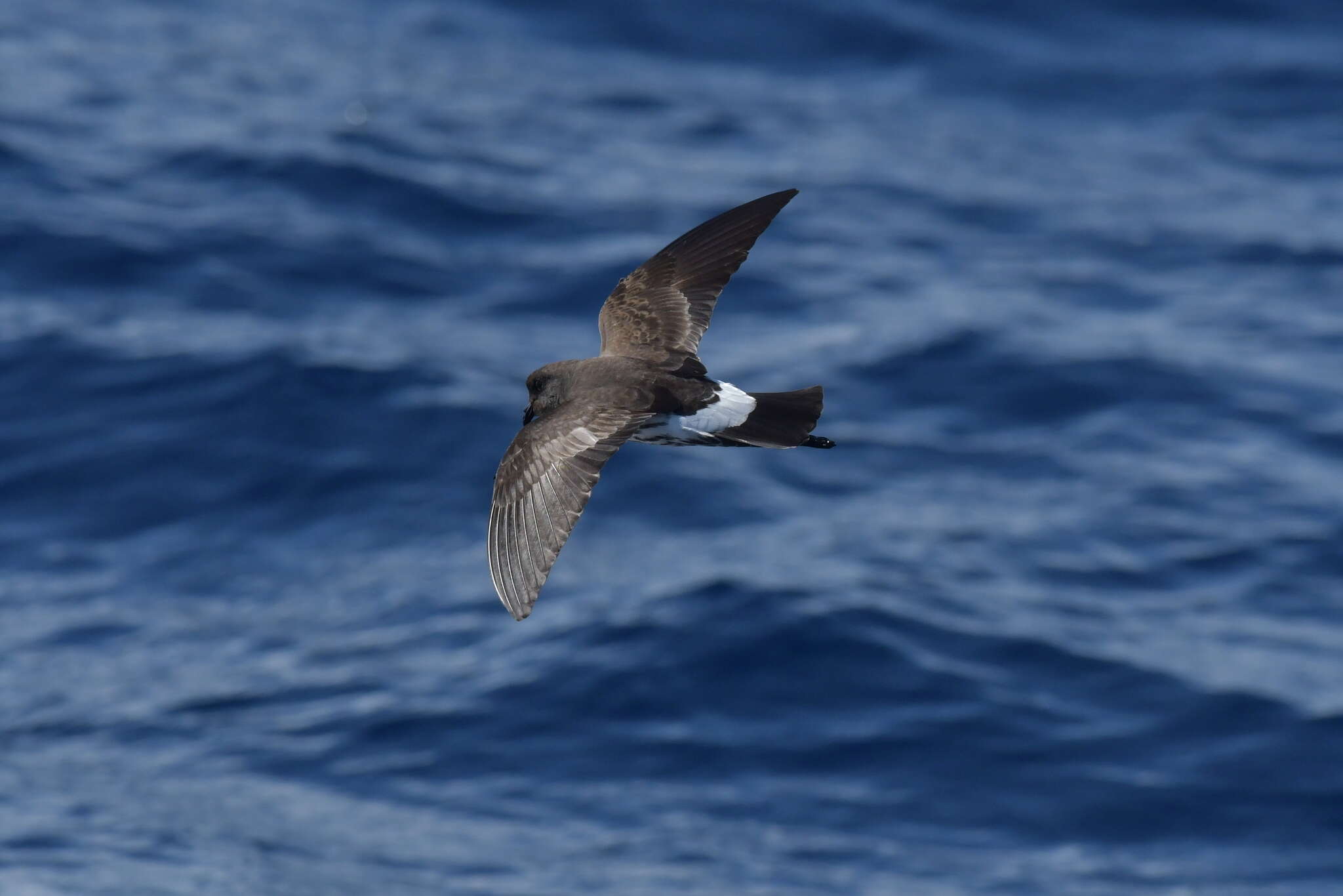 Image of New Zealand Storm Petrel