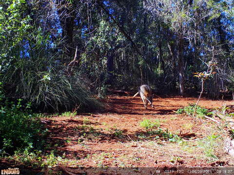 Image of Black-striped Scrub Wallaby