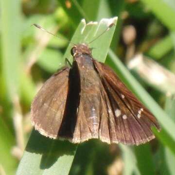 Image of Eufala Skipper