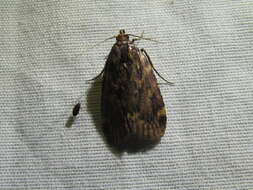 Image of Grease Moth