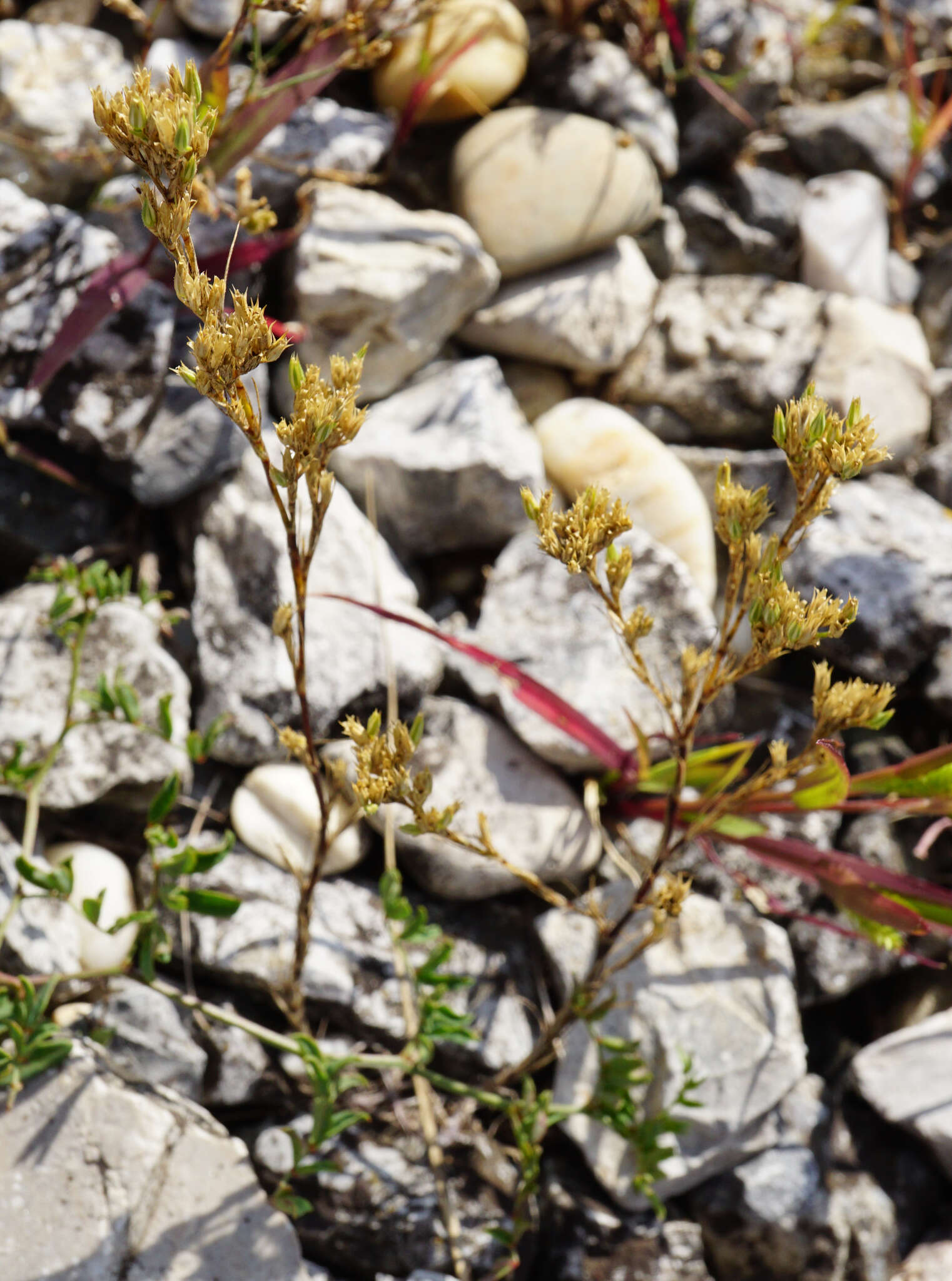 صورة Minuartia mucronata (L.) Schinz & Thell.