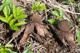 Image of Geastrum melanocephalum (Czern.) V. J. Staněk 1956