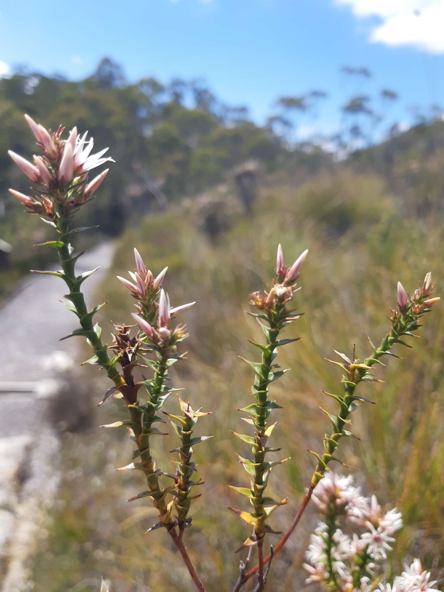 Image of Sprengelia montana R. Br.