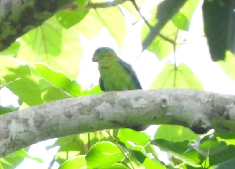 Image of Black-collared Lovebird