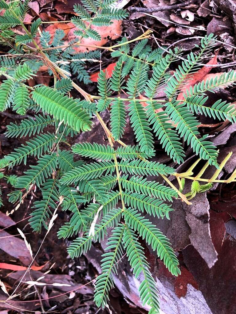 Sivun Acacia glaucocarpa Maiden & Blakely kuva