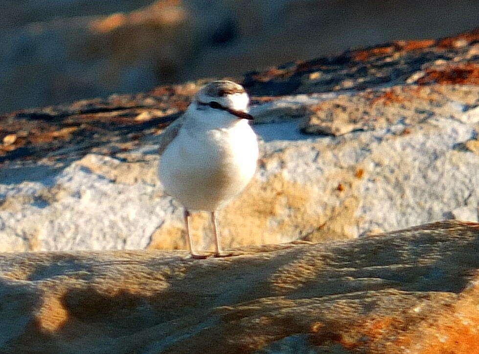 Sivun Charadrius marginatus mechowi (Cabanis 1884) kuva